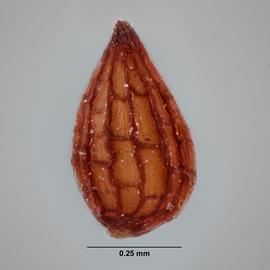  Seed:   Aletris aurea ; Photo by A. Gottlieb, USDA APHIS PPQ ITP, imageID.idtools.org